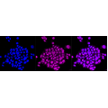 LifeSab™ SYN2 Rabbit mAb (20 μl)