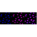 LifeSab™ SYNE3 Rabbit mAb (20 μl)