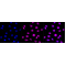 LifeSab™ SYNE3 Rabbit mAb (20 μl)