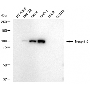 LifeSab™ SYNE3 Rabbit mAb (20 μl)