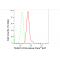 LifeSab™ TEAD1/2/3/4 Rabbit mAb (20 μl)