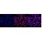 LifeSab™ TEAD1/2/3/4 Rabbit mAb (20 μl)