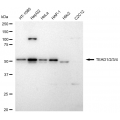 LifeSab™ TEAD1/2/3/4 Rabbit mAb (20 μl)