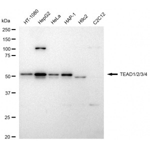 LifeSab™ TEAD1/2/3/4 Rabbit mAb (20 μl)