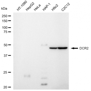 LifeSab™ DCR2 Rabbit mAb (20 μl)