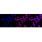 LifeSab™ Axin 2 Rabbit mAb (20 μl)