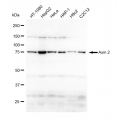 LifeSab™ Axin 2 Rabbit mAb (20 μl)