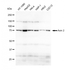 LifeSab™ Axin 2 Rabbit mAb (20 μl)