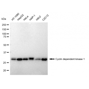 LifeSab™ CDK1 Rabbit mAb (20 μl)