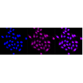 LifeSab™ WDR5 Rabbit mAb (20 μl)