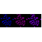 LifeSab™ WDR5 Rabbit mAb (20 μl)