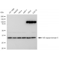 LifeSab™ WDR5 Rabbit mAb (20 μl)