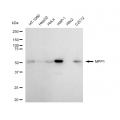 LifeSab™ MPP1 Rabbit mAb (20 μl)