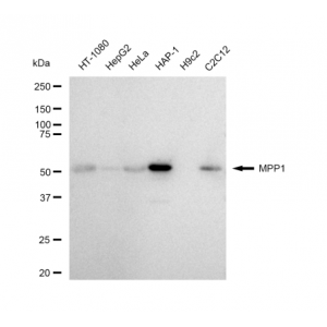 LifeSab™ MPP1 Rabbit mAb (20 μl)