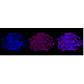 LifeSab™ Phospho-AMPKA2 (S491) Rabbit mAb (20 μl)