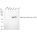 LifeSab™ Phospho-AMPKA2 (S491) Rabbit mAb (20 μl)