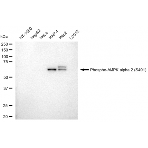 LifeSab™ Phospho-AMPKA2 (S491) Rabbit mAb (20 μl)