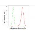 LifeSab™ RAB8A Rabbit mAb (20 μl)