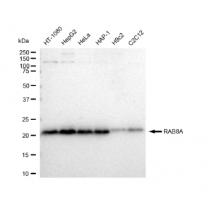 LifeSab™ RAB8A Rabbit mAb (20 μl)