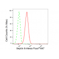 LifeSab™ Septin 8 Rabbit mAb (20 μl)