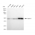 LifeSab™ Septin 8 Rabbit mAb (20 μl)