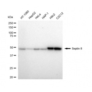 LifeSab™ Septin 8 Rabbit mAb (20 μl)