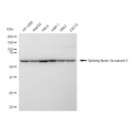 LifeSab™ SF3A3 Rabbit mAb (20 μl)