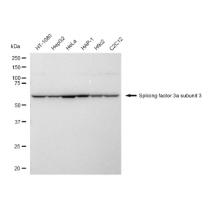 LifeSab™ SF3A3 Rabbit mAb (20 μl)