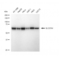 LifeSab™ SLC27A4 Rabbit mAb (20 μl)