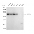 LifeSab™ SLC27A4 Rabbit mAb (20 μl)