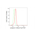 LifeSab™ SYN2 Rabbit mAb (20 μl)