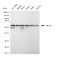 LifeSab™ TBLR1 Rabbit mAb (20 μl)