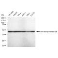 LifeSab™ WNT2B Rabbit mAb (20 μl)