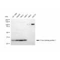 LifeSab™ XBP1 Rabbit mAb (20 μl)