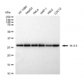 LifeSab™ YWHAB Rabbit mAb (20 μl)