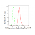 LifeSab™ YY1 Rabbit mAb (20 μl)