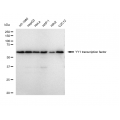 LifeSab™ YY1 Rabbit mAb (20 μl)