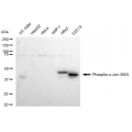 LifeSab™ Phospho-c-Jun (S63) Rabbit mAb (20 μl)