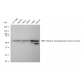 LifeSab™ ALDH2 Rabbit mAb (20 μl)