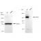 LifeSab™ KD-Validated ABCB1 Rabbit mAb (20 μl)