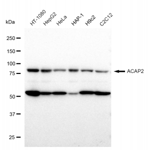 LifeSab™ KD-Validated ACAP2 Rabbit mAb (20 μl)