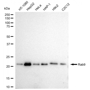 LifeSab™ KD-Validated Rab9 Rabbit mAb (20 μl)