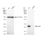 LifeSab™ KD-Validated Rab9 Rabbit mAb (20 μl)