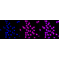 LifeSab™ KD-Validated PARK7 Rabbit mAb (20 μl)