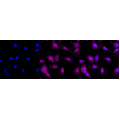 LifeSab™ KD-Validated MAP1LC3A Rabbit mAb (20 μl)