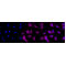 LifeSab™ KD-Validated MAP1LC3A Rabbit mAb (20 μl)