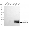 KD-Validated MAP1LC3A Rabbit mAb (20 μl)