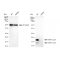 LifeSab™ KD-Validated MAP1LC3A Rabbit mAb (20 μl)