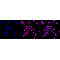 LifeSab™ KD-Validated YWHAG Rabbit mAb (20 μl)