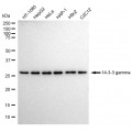 KD-Validated YWHAG Rabbit mAb (20 μl)